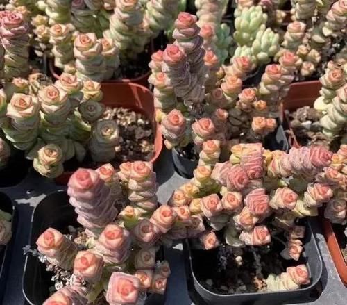 想让多肉钱串长爆盆，需要这些“技巧”辅助，你掌握了吗？