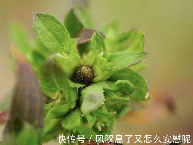 农作物|酷似艾草，却被列入“黑名单”，一次产种10万粒，见到请立即除掉