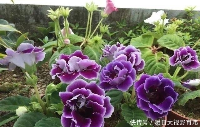 3种喜阴花,放在北阳台,少晒太阳,少管它,清清爽爽开满花