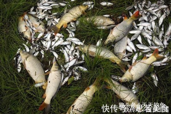 窝料|钓不到大鱼,未必是鱼少,可能方法不对试试这几招,一钓一个准