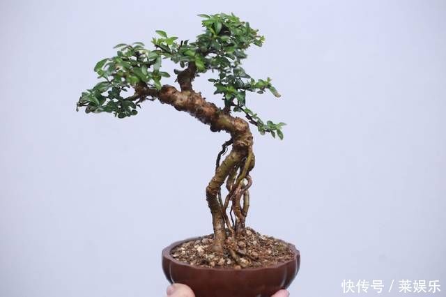 网友分享的白蜡微型盆栽,室内摆件精品盆栽,快来一睹为快