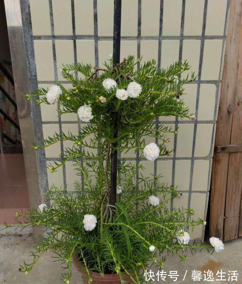 太阳花这么养,一个月变成花树,五彩缤纷,太漂亮