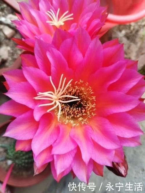 赏花|3种花是“大美女”,开花勤爱爆盆,美不胜收,一年四季都赏花