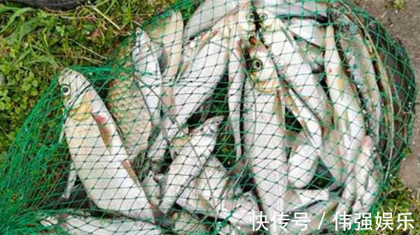 民间钓翘嘴鲌鱼的五种方法,盛夏高温鱼难钓,这种鱼反而更好钓