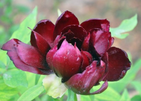 养花不如养初乌，开花一茬接一茬，花色如黑墨，高贵冷艳