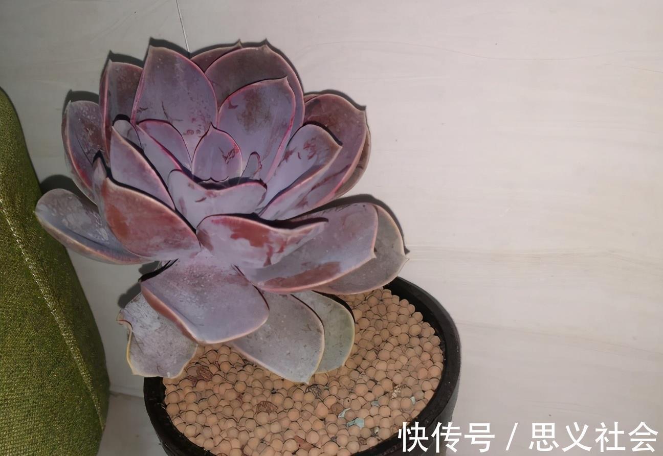 花土|多注意这3点,盆栽多肉紫珍珠,夏季茎叶根不化水腐烂