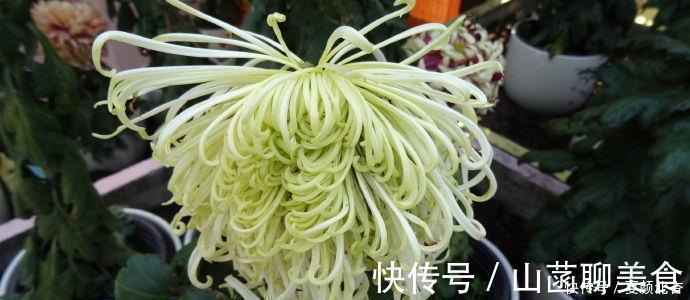 3款很漂亮的盆栽花卉，花朵漂亮，养护简单，周年开花，值得入手