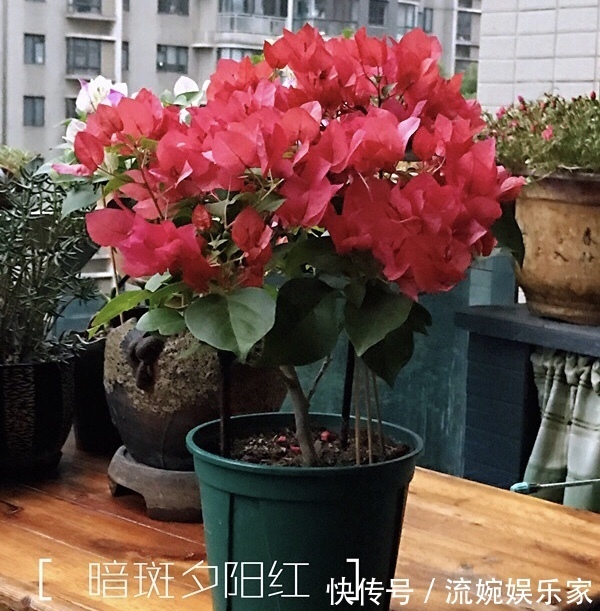 爆盆|喜欢三角梅“花朵爆盆”，首选8个品种，养护记住4个“小技巧”