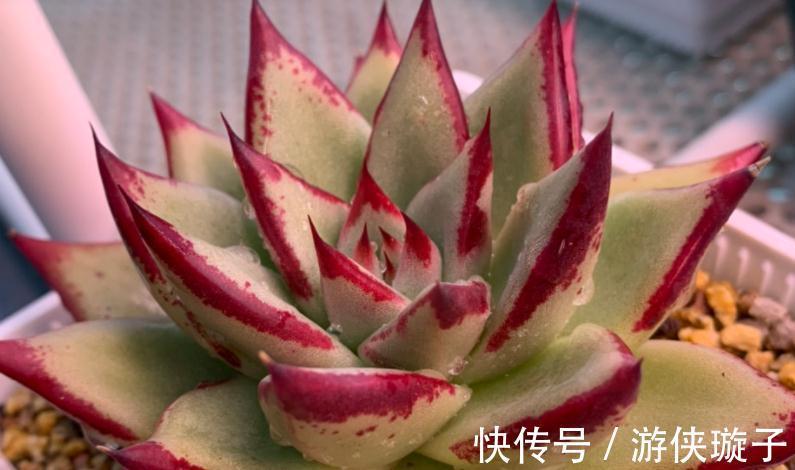 冬日养多肉,怎么防治黑腐病?王大爷:紧抓这3项工作