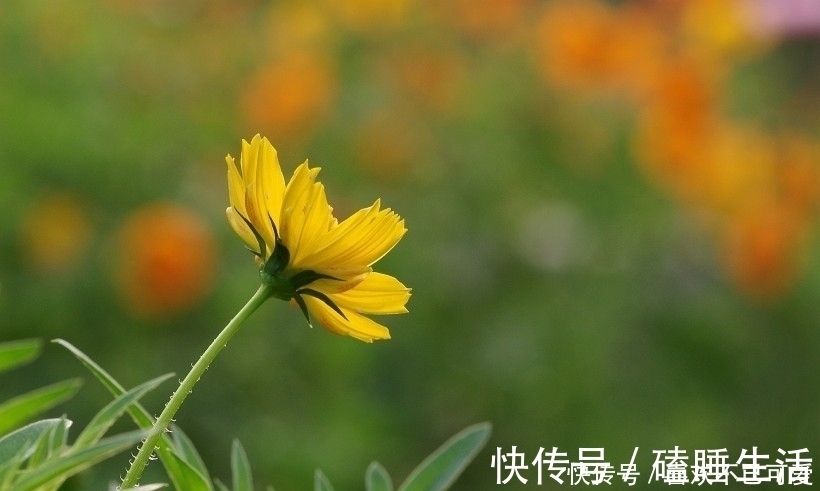 五个月|未来五个月正偏财大旺，必能发大财中大奖，金钱不断进账的四属相