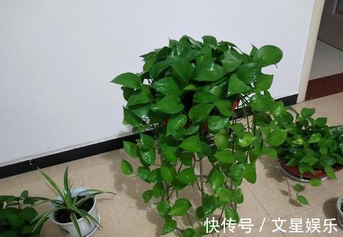 生根剂|最厉害的生根剂,用来养花,轻松养出大白根,啥花都喜欢