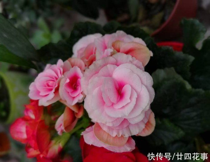  换盆|这花冬天会“开挂”，养室内狂开花，一朵能开1个月，堪比塑料花
