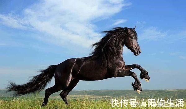 临清|明朝男子家里来一马匹,因此走上人生巅峰,马的来历还是惊人