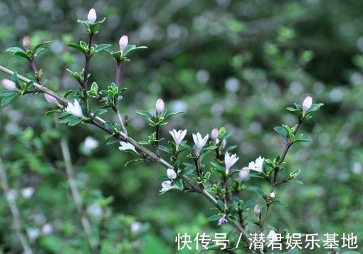 六月雪|农村人称“白马骨”的野草,全身是宝,对风湿有良效,被广泛种植