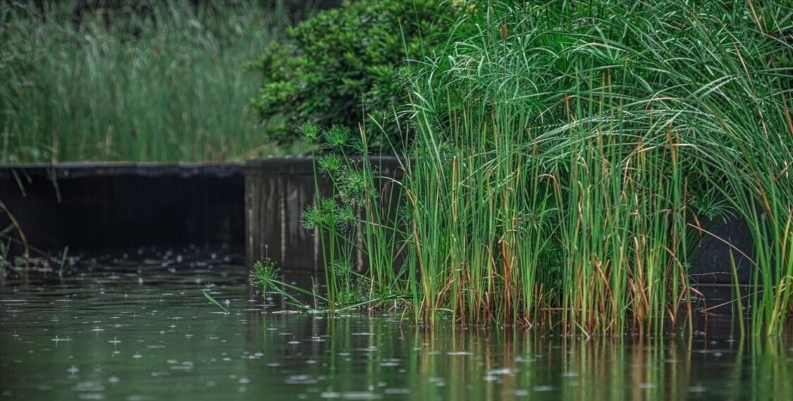 幽默&杨万里在小雨中写的一首诗,幽默风趣,把自然之美写得无以伦比