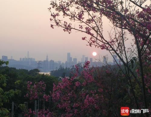 老年|美翻了！500多株樱花盛放仙湖植物园