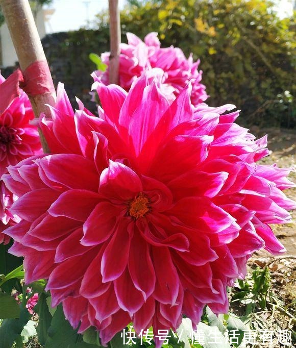 此“花”属世界名花,开花有“脸盆”大,跟“地瓜”一样好种!