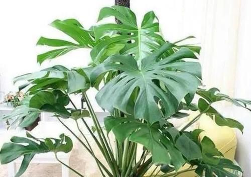 吸毒草|这4种“吸烟”花,养一盆,清除二手烟,还老人孩子一个健康的家