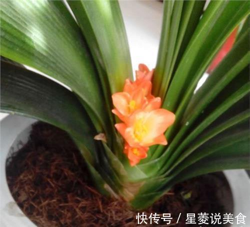 兰长|婆婆用啤酒浇花,浇花前往盆里扔片药,不料君子兰还不停的出箭!