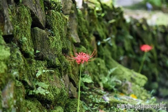 唐崖土司城遗址景区|惊艳！恩施唐崖土司城遗址景区盛开彼岸花