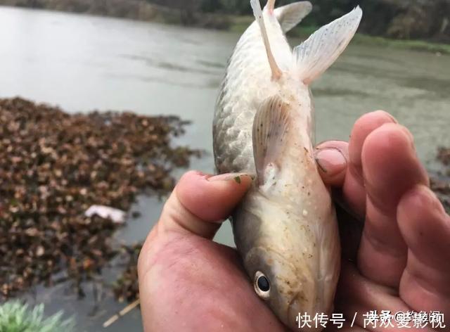 鱼口|轻口鱼难钓？按我的方法做一钓一个准，再小的口也能逮住