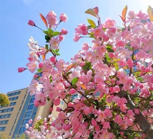 古代的“大户人家”都喜欢养这10种植物,家里养几盆,富贵吉祥旺家宅,你家养了吗