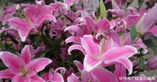 甘蔗杆|养花不开花，啥都不用学，就会用这些水浇花