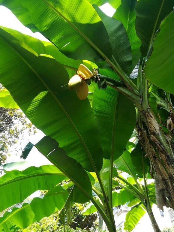 香蕉也能种盆里,结出迷你小香蕉,叶子特别耐阴