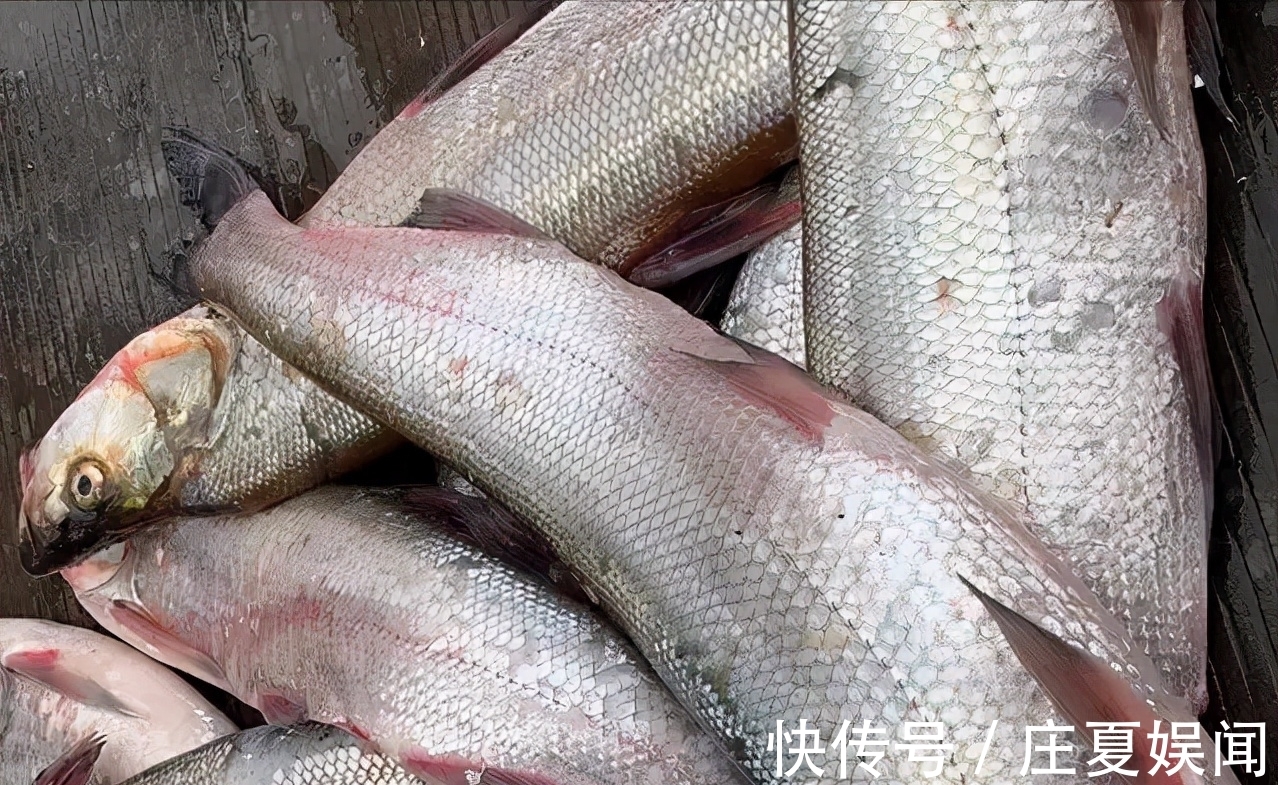 泥鳅打窝没任何害处，全是编的瞎话？钓友：泥鳅党三天能毁一条河