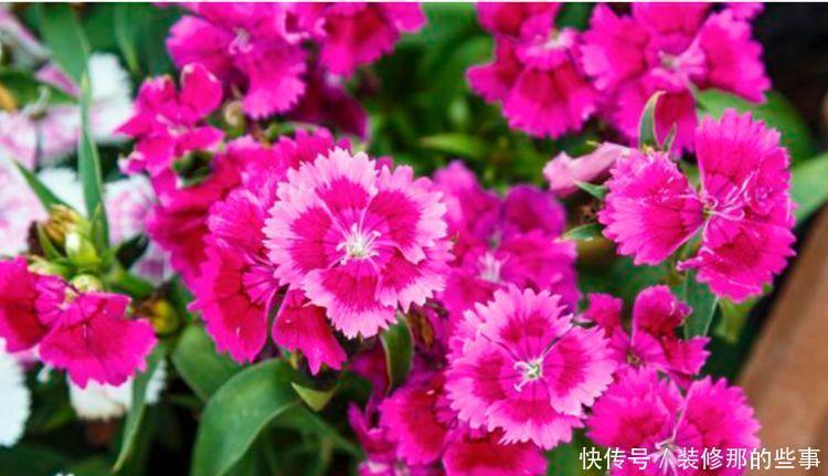 家里阳台必养此款花卉,比牡丹好看,比吊兰好养,你养了吗