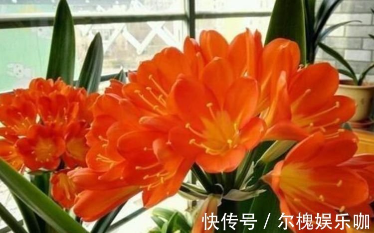 家养4种旺运花,吉祥又喜庆,吉祥富贵,红红火火好运来!