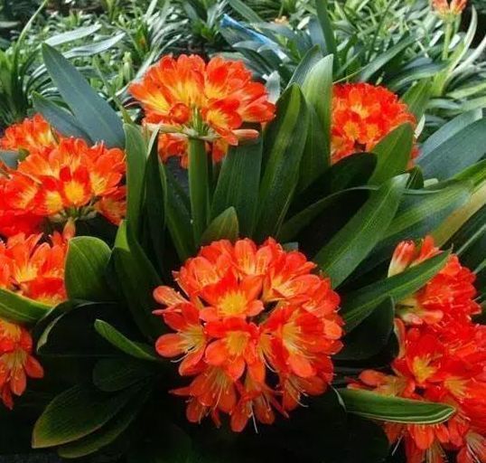 疯长|君子兰浇水秘籍奉上!像绿萝一样爆盆疯长