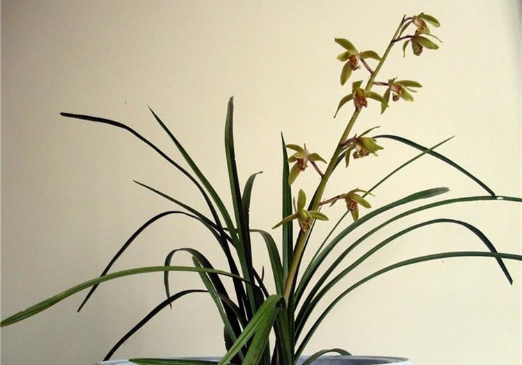 中和园|该怎么将松针应用到养花种草上?