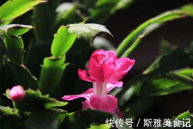 种花|9种花,天热会“假死”,千万别丢了,秋天就苏醒