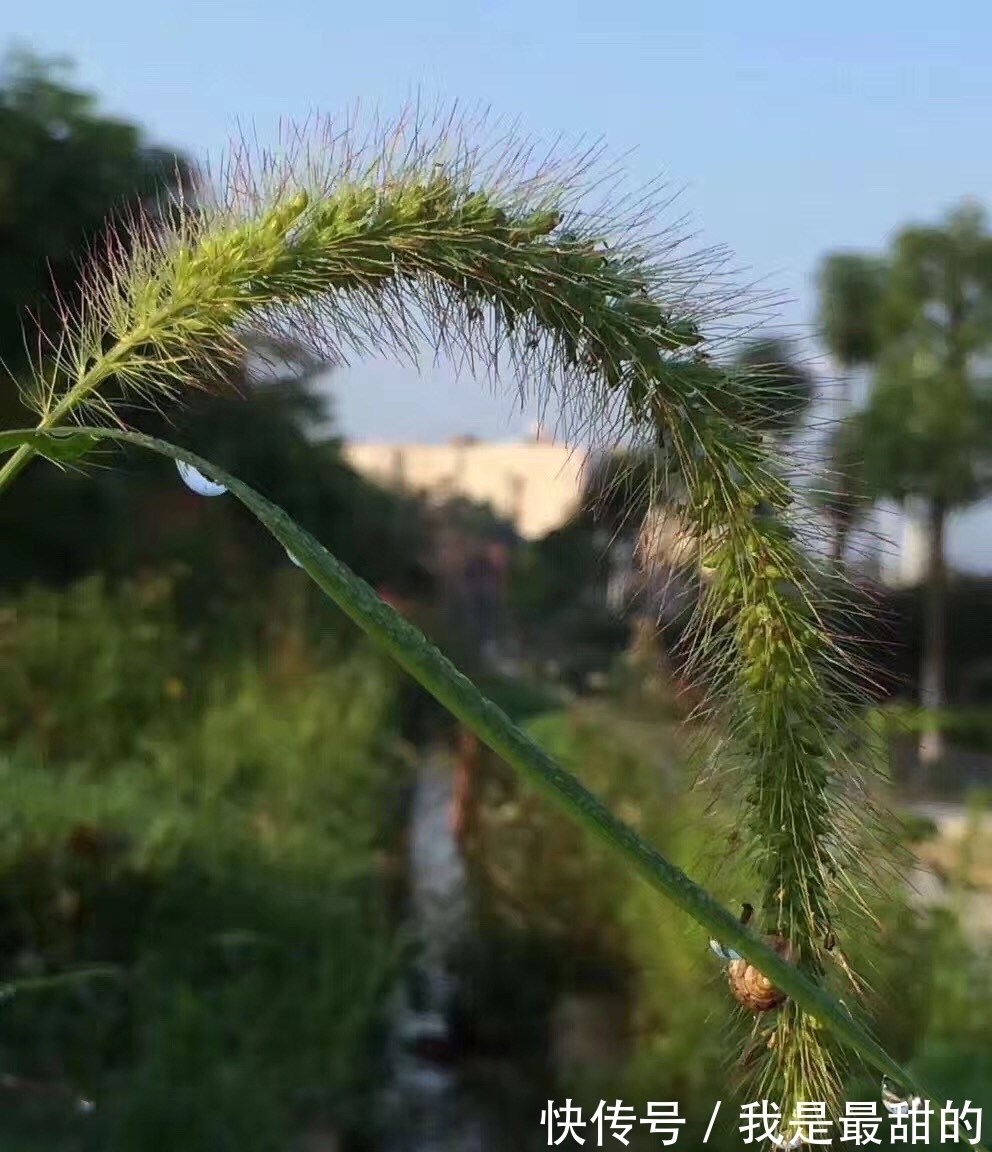 虚静#原创散文:悟