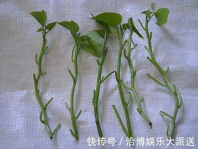 木耳菜|3种吃剩的“菜杆子”，丢土里，长成一片“绿萝”，3天采摘一大盆