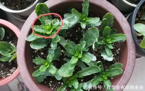 光照|长寿花“疯长”叶子没花苞,喷上“1种水”,15天后花开满盆