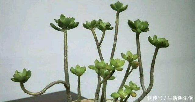 多肉老桩常见的5种形态,学会区分,养多肉的道路能进阶一大步!