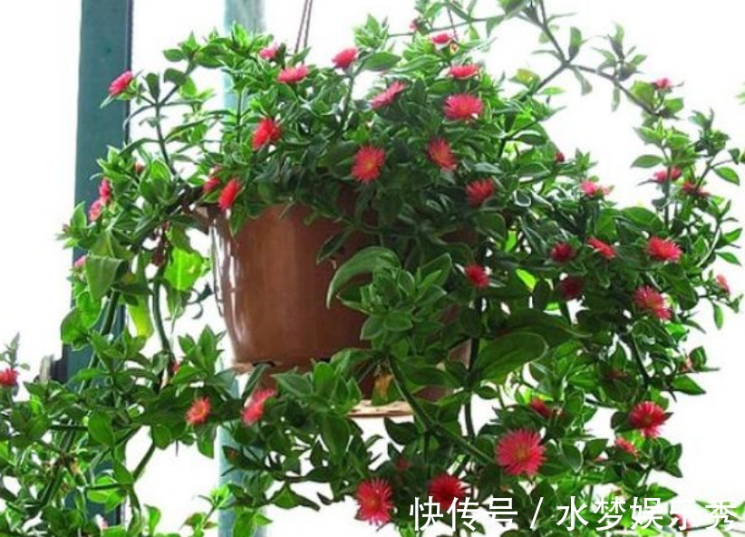 “4种花”漂亮易爆盆,想养死都难,开花不断,四季有花赏!