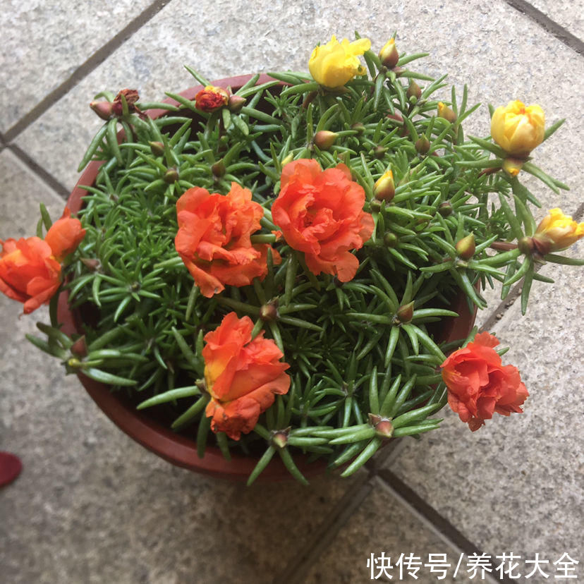 这5种花特别不怕晒，夏天里，养花杀手的福音