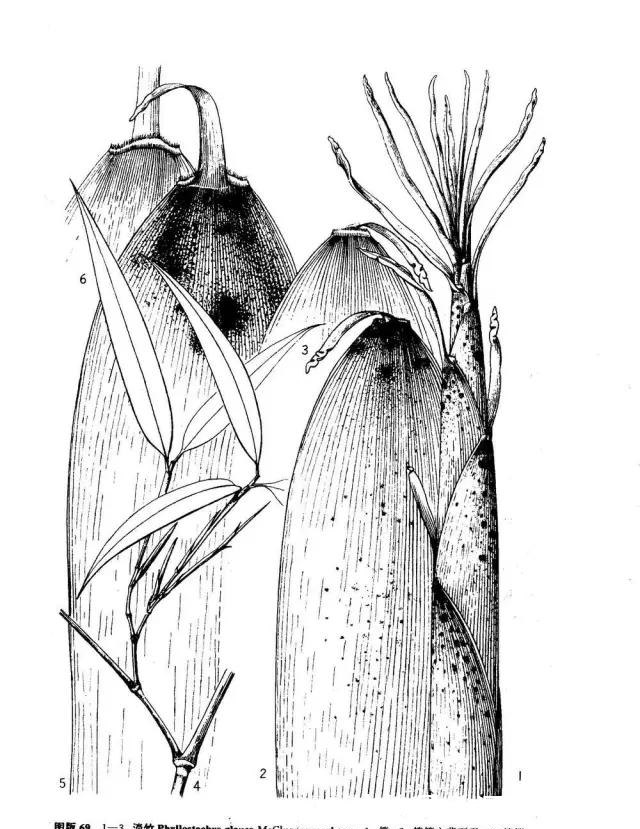 桂竹|26种 · 竹子大全