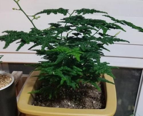 养文竹、发财树、富贵竹、栀子花,不想黄叶就“一对一”用它