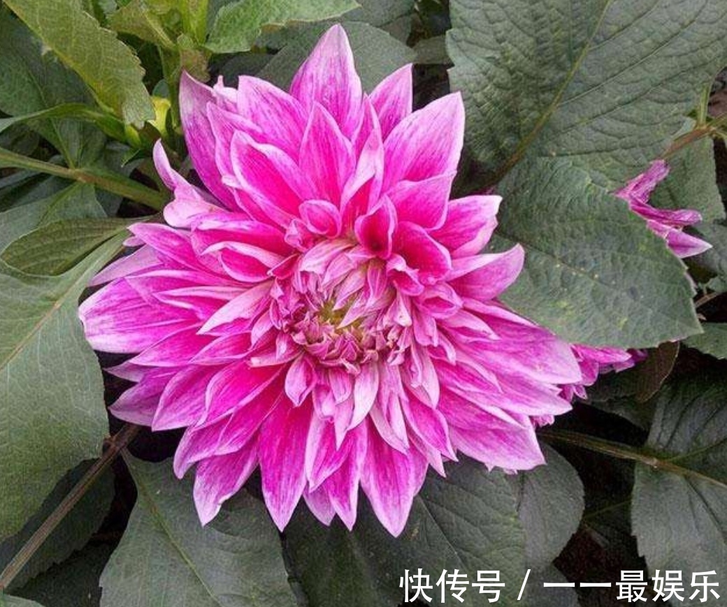 院子里养4种花,开花锦簇,烂漫多姿,美的像花园