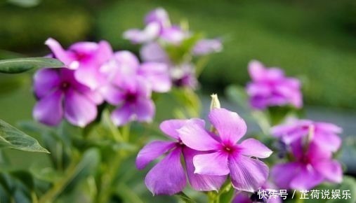 盐碱土|养花就养此4种，开花早花期长，花色美丽，值得养护