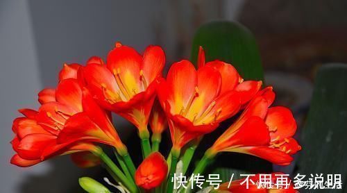 盆栽|盆栽君子兰黄叶倒点它，瞬间叶子油亮像打了蜡，轻轻松松就爆盆
