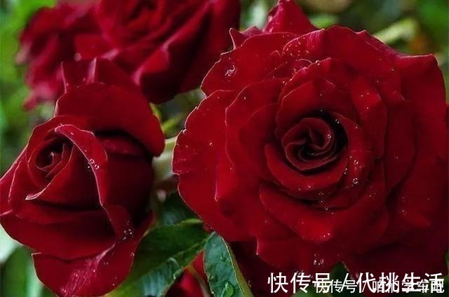 月季土埋“一料”,不黄叶不烂根,7天蹭蹭冒小笋,开出层叠群花!