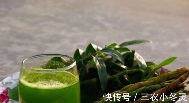 铁皮石斛|农村被称''价值千金''的草,曾经被用来喂猪,如今靠他发家致富