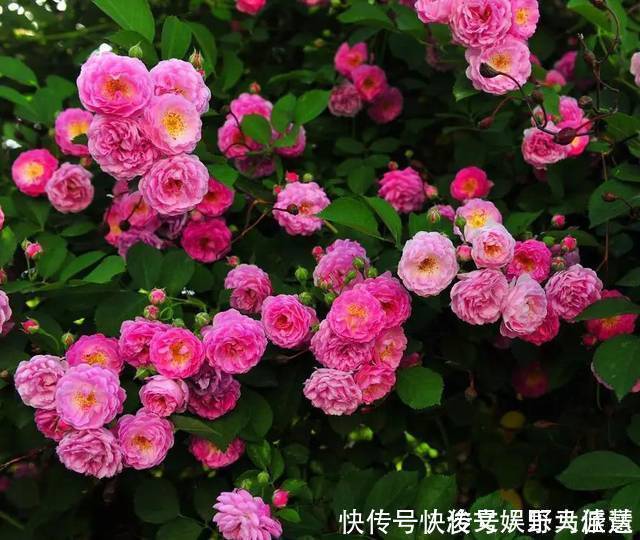 花期|5种“花卉”,最喜欢开花,每种都能花开200天以上,好看又好养