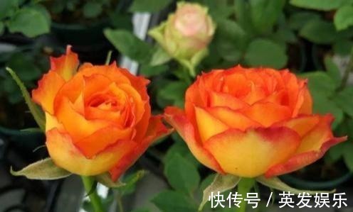 埃斯托里尔|一款专为盛夏而生的花卉，花色红艳无与伦比，花香怡人，好看易养