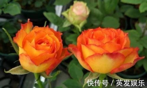 一款专为盛夏而生的花卉,花色红艳无与伦比,花香怡人,好看易养